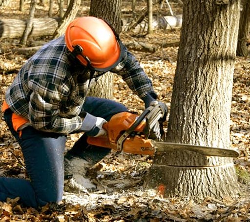 Tree Removal in Fairfax, MO